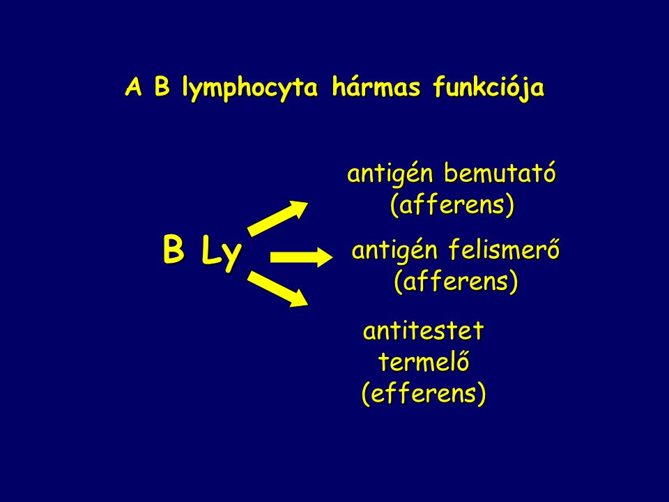 A B lymphocyta hármas funkciója