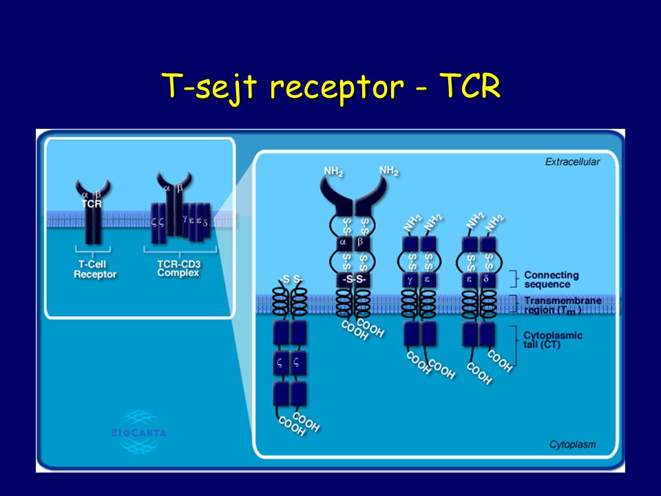 T-sejt receptor - TCR