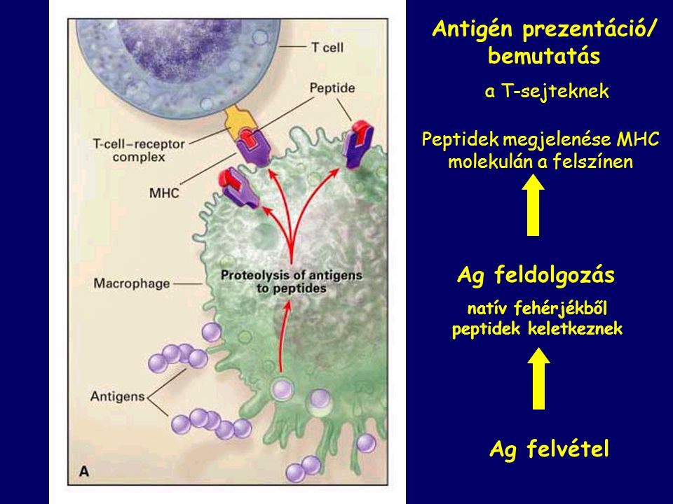 Antigén prezentáció/ bemutatás natív fehérjékből peptidek keletkeznek