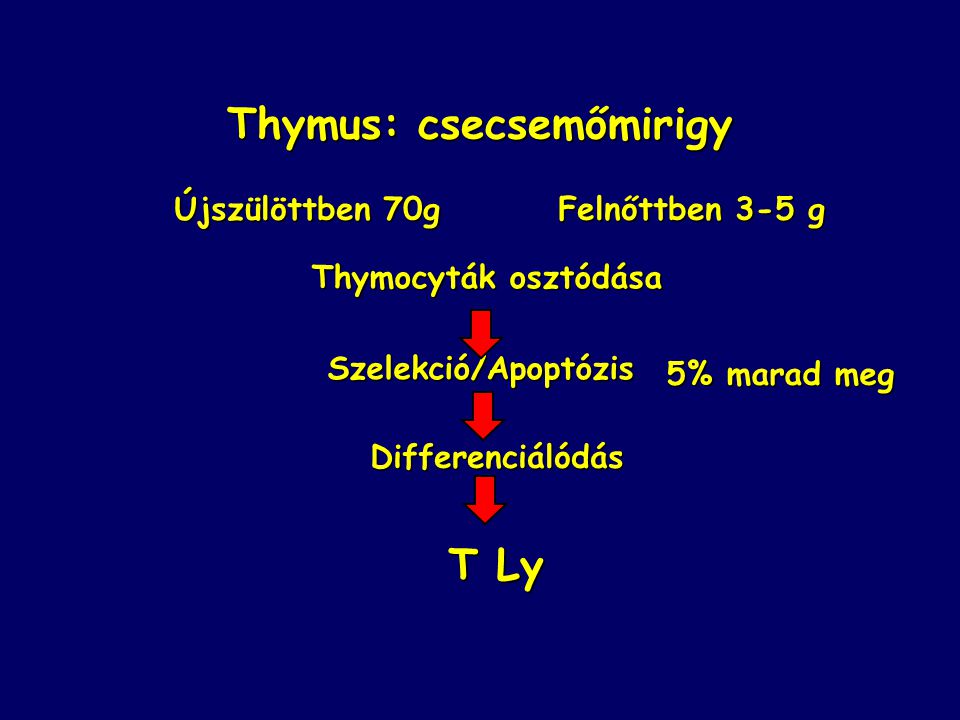 Thymus: csecsemőmirigy