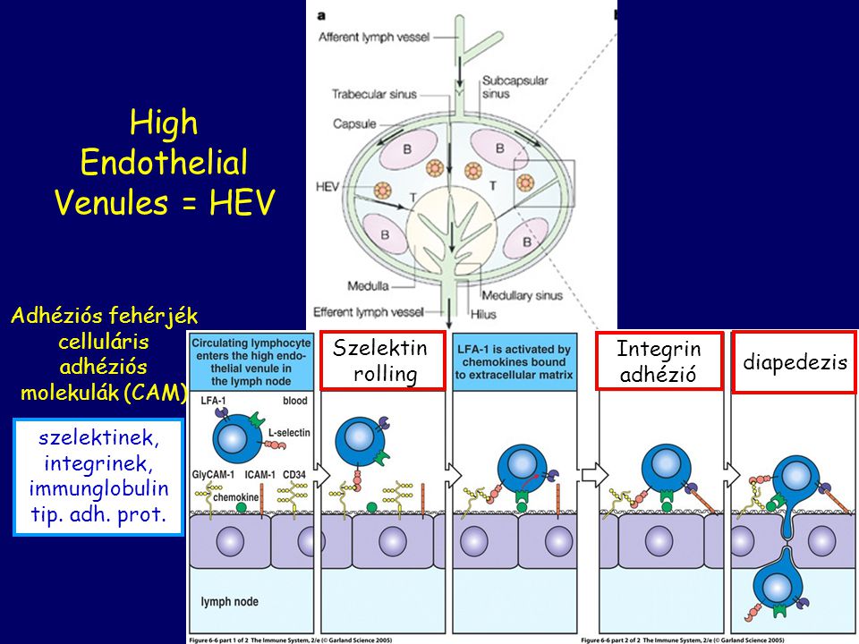 High Endothelial Venules = HEV