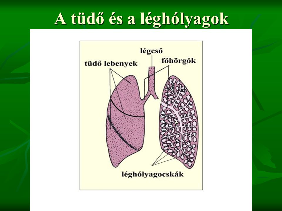A tüdő és a léghólyagok