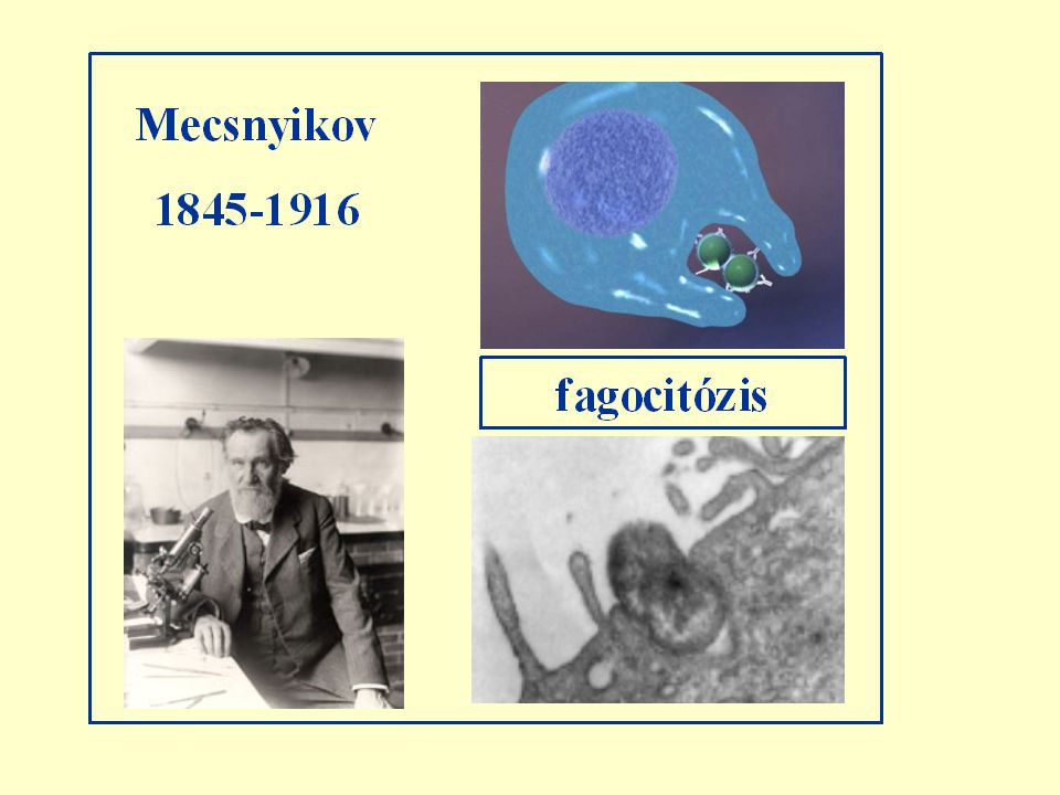 1883 Fagocitózis, a vakcináció sejtes teóriája