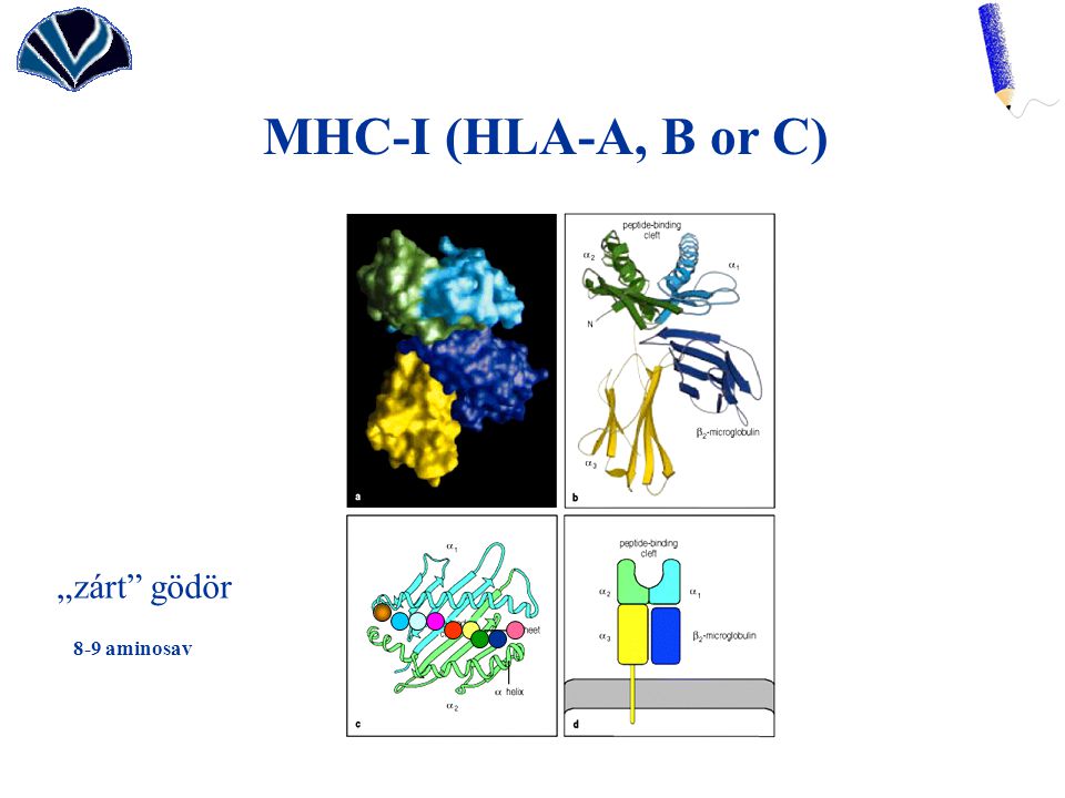 MHC-I (HLA-A, B or C) „zárt gödör 8-9 aminosav