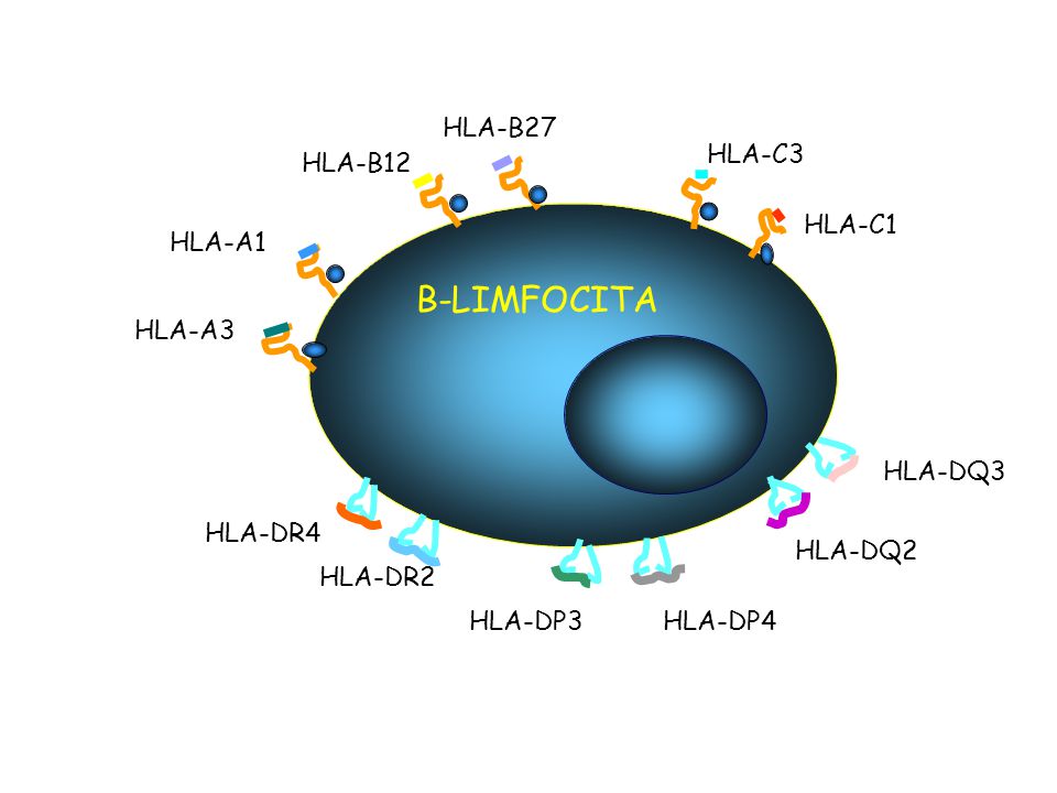 B-LIMFOCITA HLA-B27 HLA-B12 HLA-C3 HLA-C1 HLA-A3 HLA-A1 HLA-DR2