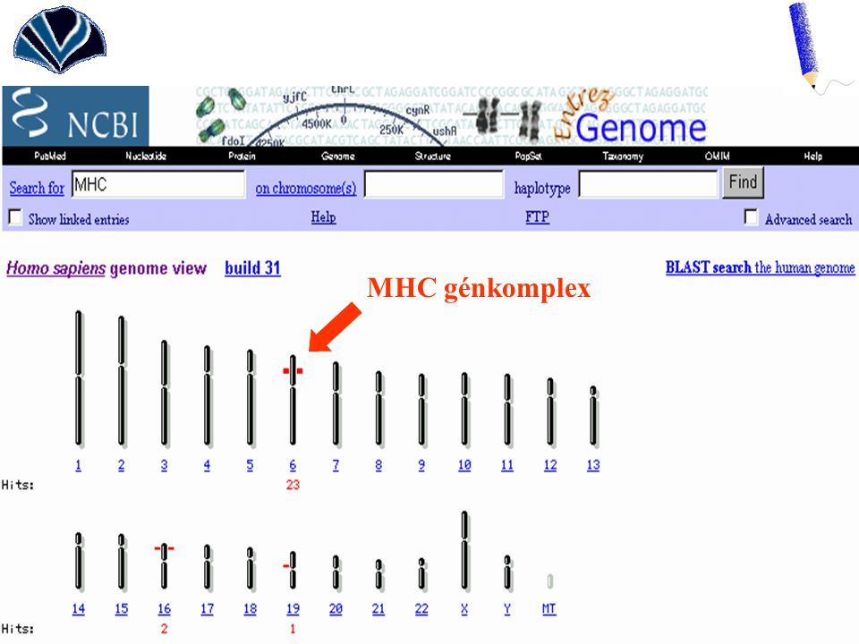 MHC génkomplex