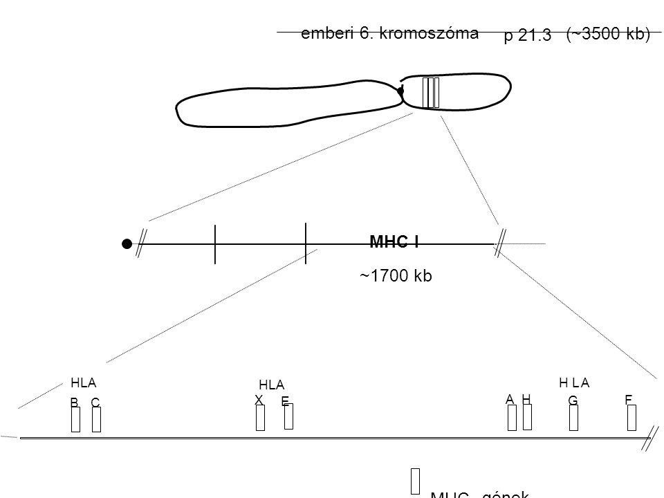 emberi 6. kromoszóma p 21.3 (~3500 kb) MHC I ~1700 kb MHC gének HLA