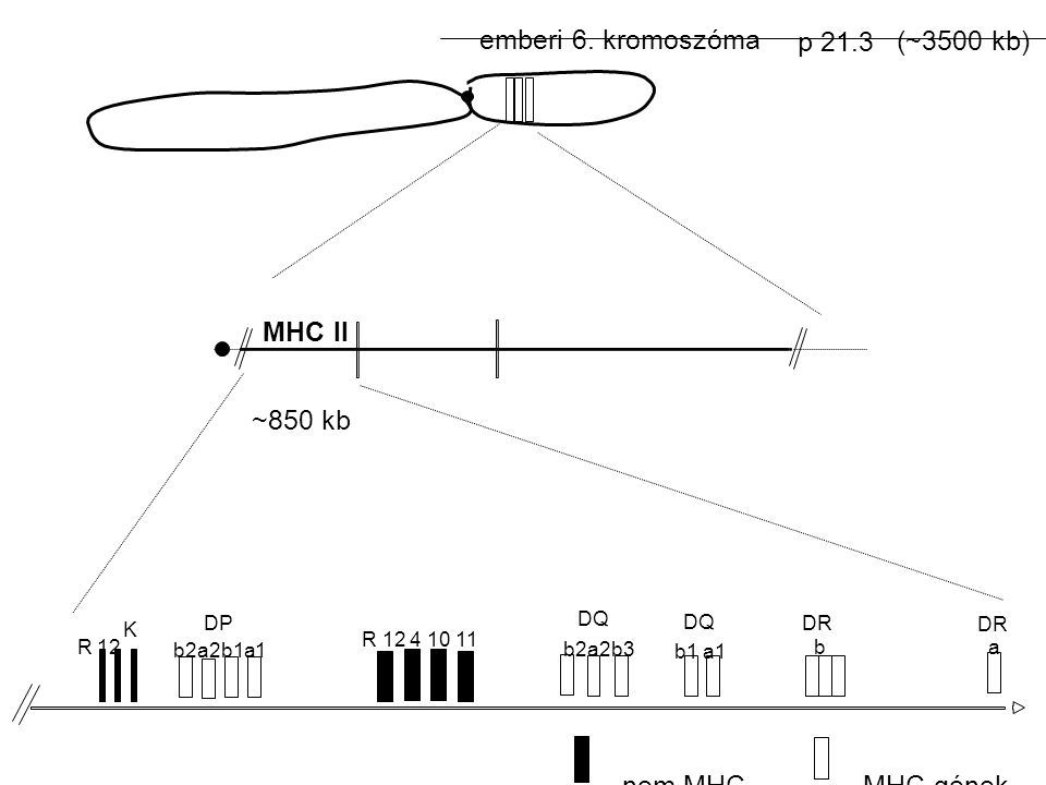 emberi 6. kromoszóma p 21.3 (~3500 kb) MHC II ~850 kb nem MHC-