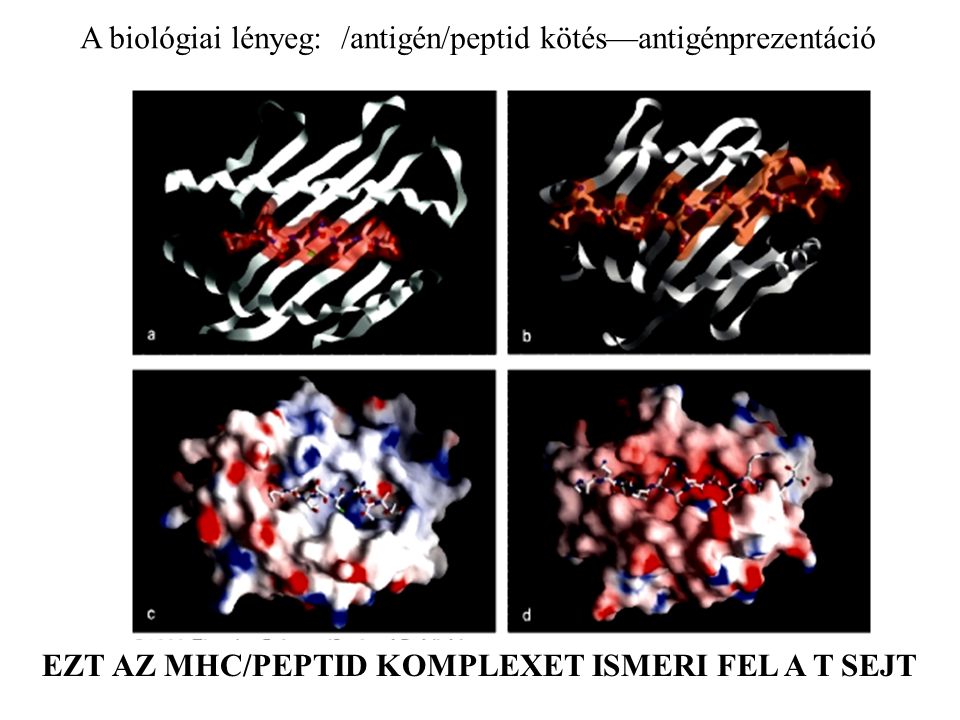 A biológiai lényeg: /antigén/peptid kötés—antigénprezentáció