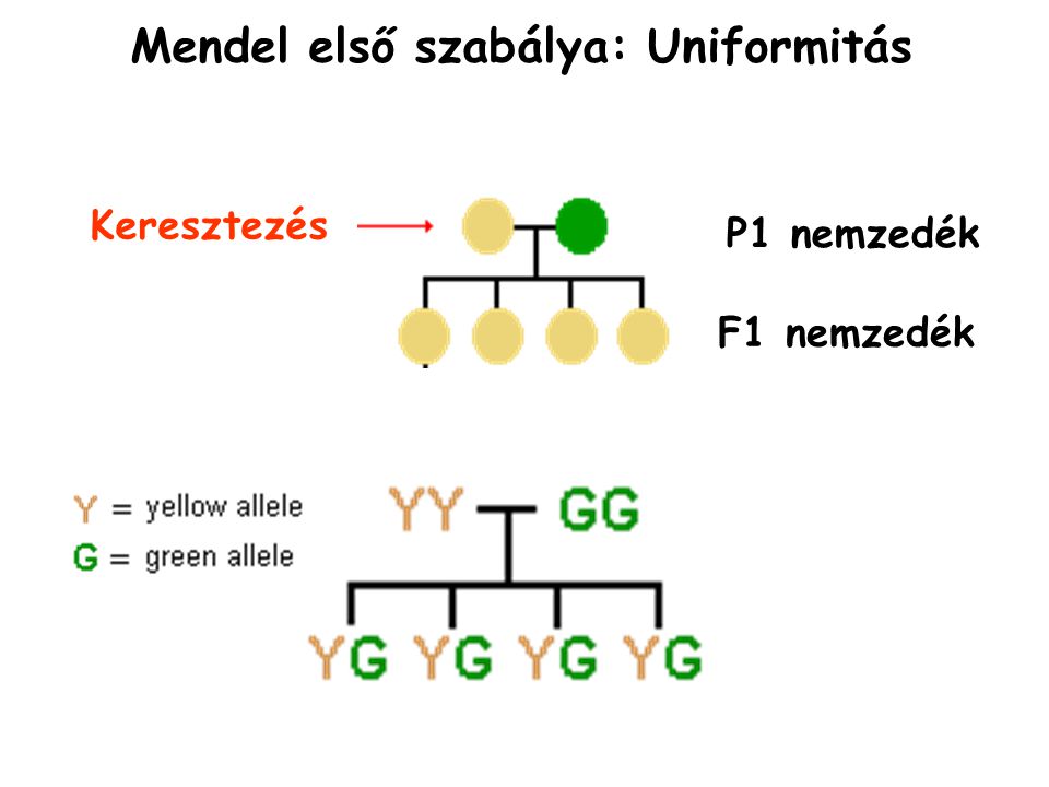 Mendel első szabálya: Uniformitás