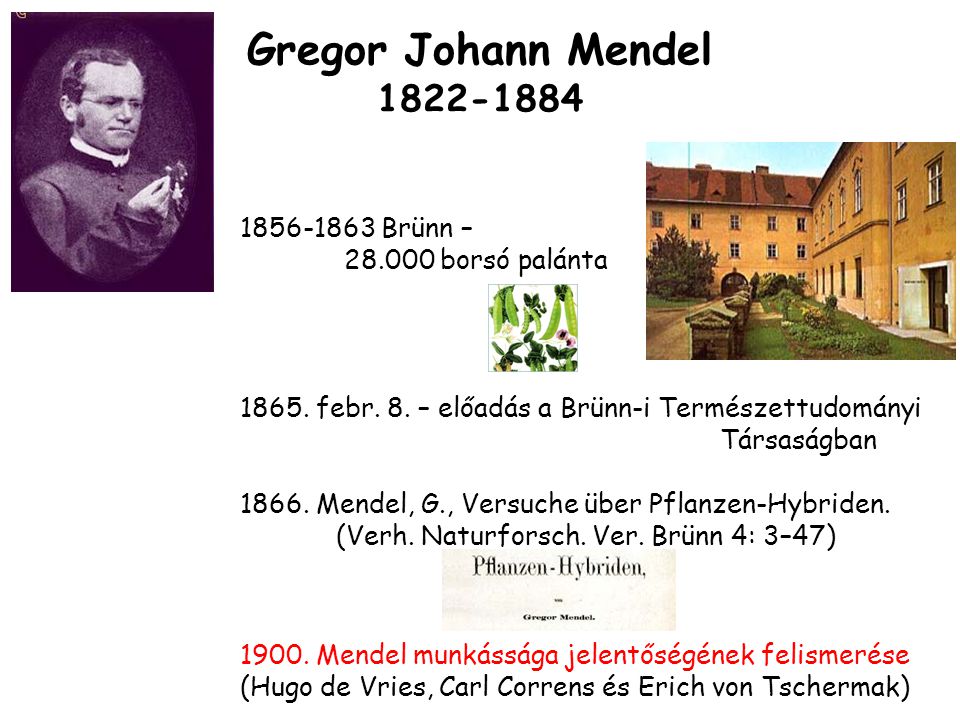 Gregor Johann Mendel Brünn – borsó palánta