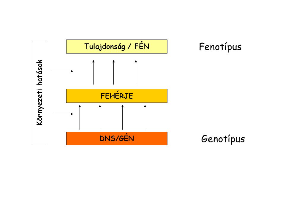 Fenotípus Genotípus Tulajdonság / FÉN Környezeti hatások FEHÉRJE