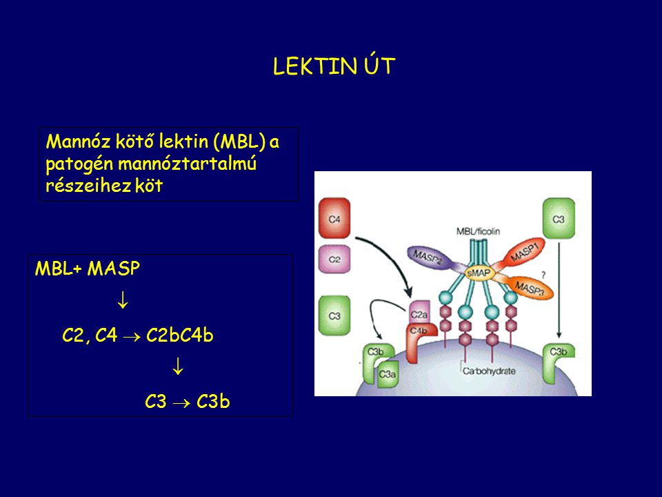 LEKTIN ÚT Mannóz kötő lektin (MBL) a patogén mannóztartalmú részeihez köt. MBL+ MASP.  C2, C4  C2bC4b.