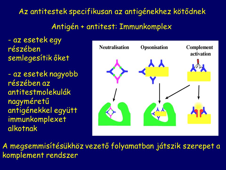 Az antitestek specifikusan az antigénekhez kötődnek