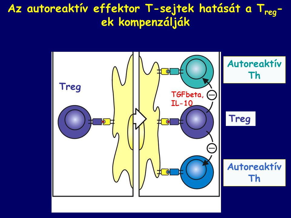 Az autoreaktív effektor T-sejtek hatását a Treg-ek kompenzálják