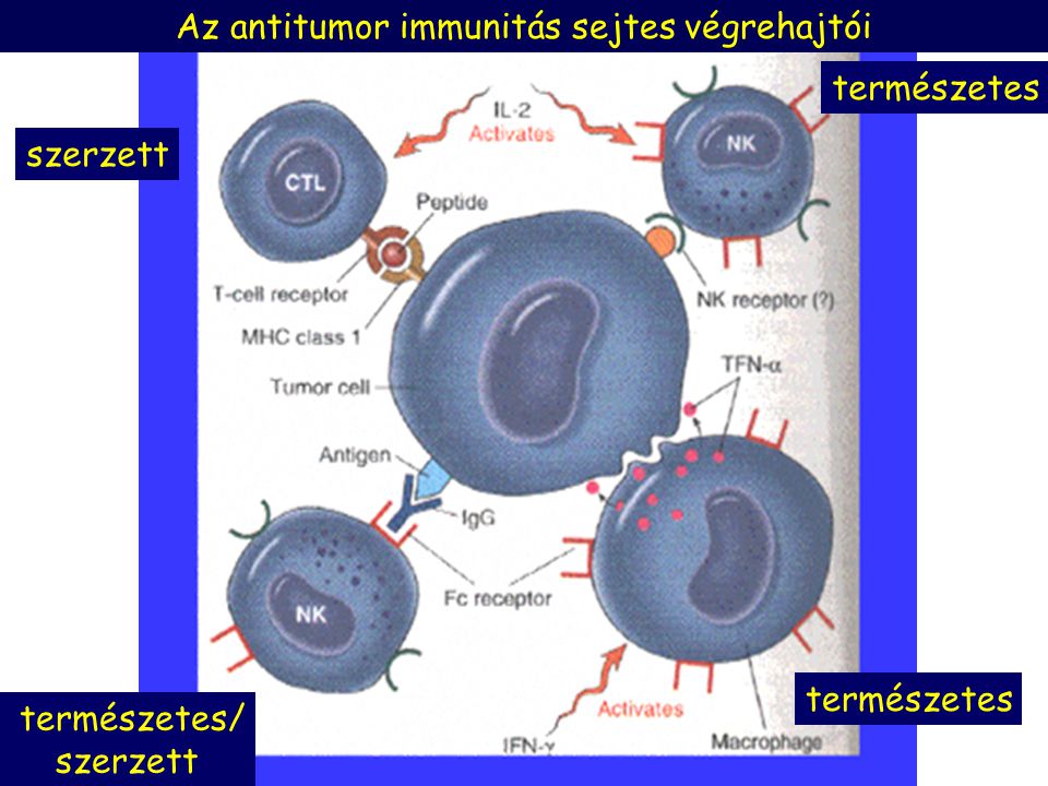 Az antitumor immunitás sejtes végrehajtói