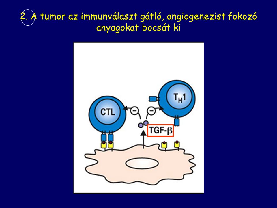 2. A tumor az immunválaszt gátló, angiogenezist fokozó anyagokat bocsát ki