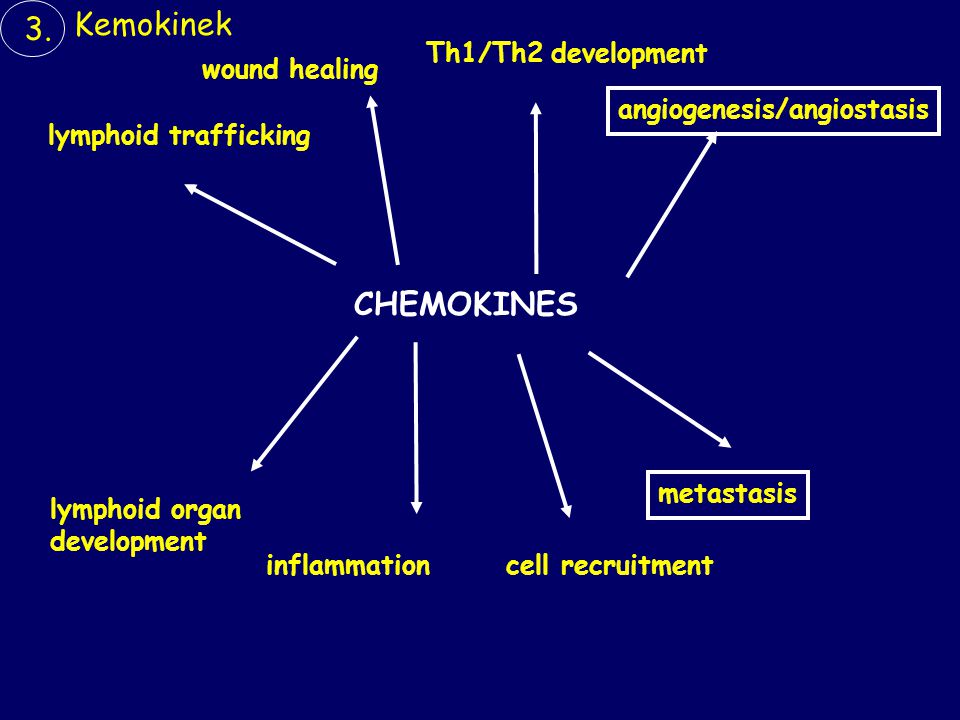 Kemokinek 3. CHEMOKINES Th1/Th2 development wound healing