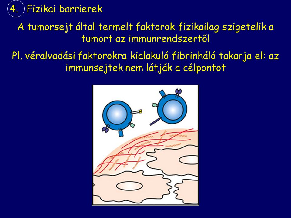 4. Fizikai barrierek A tumorsejt által termelt faktorok fizikailag szigetelik a tumort az immunrendszertől.