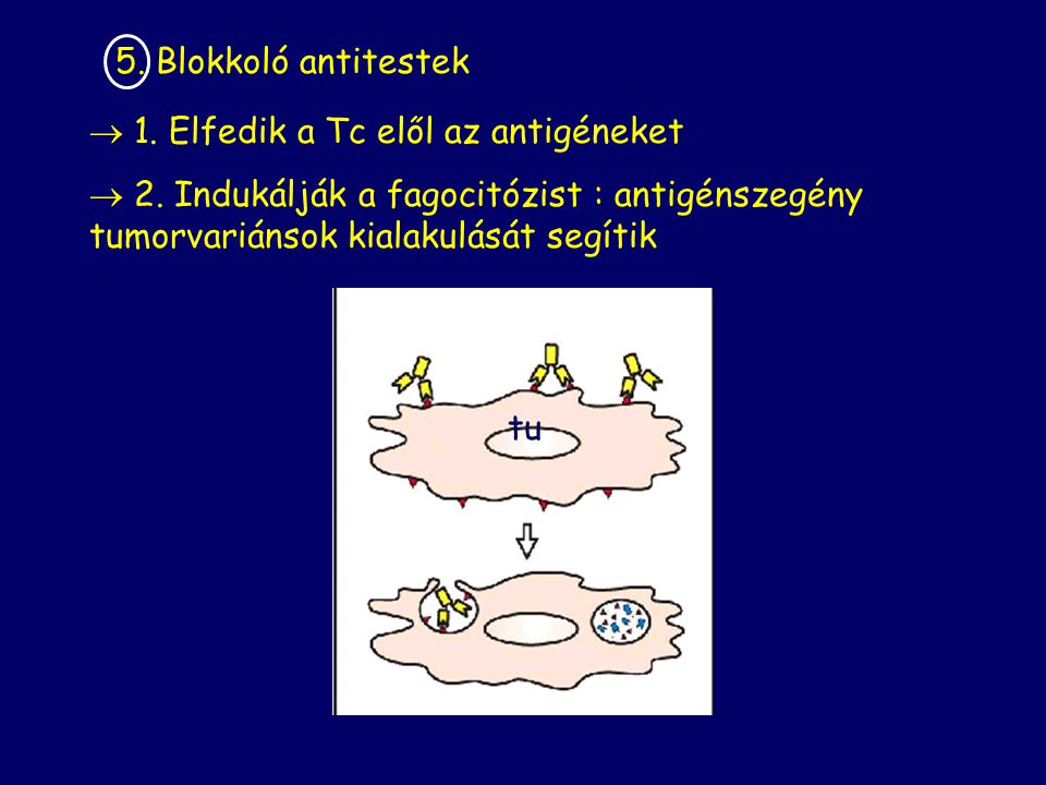 5. Blokkoló antitestek 1. Elfedik a Tc elől az antigéneket. 2. Indukálják a fagocitózist : antigénszegény tumorvariánsok kialakulását segítik.