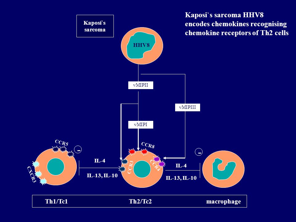 - - Kaposi`s sarcoma HHV8 encodes chemokines recognising