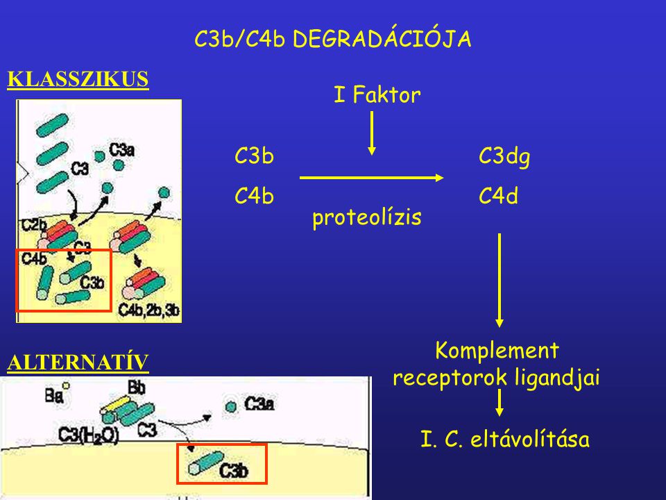 Komplement receptorok ligandjai