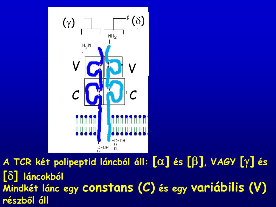  () () b. V. C. Mindkét lánc egy constans (C) és egy variábilis (V) részből áll.