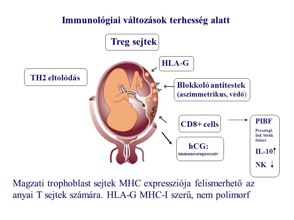 Immunológiai változások terhesség alatt hCG: immunoszupresszív