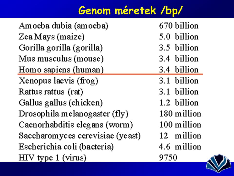 Genom méretek /bp/