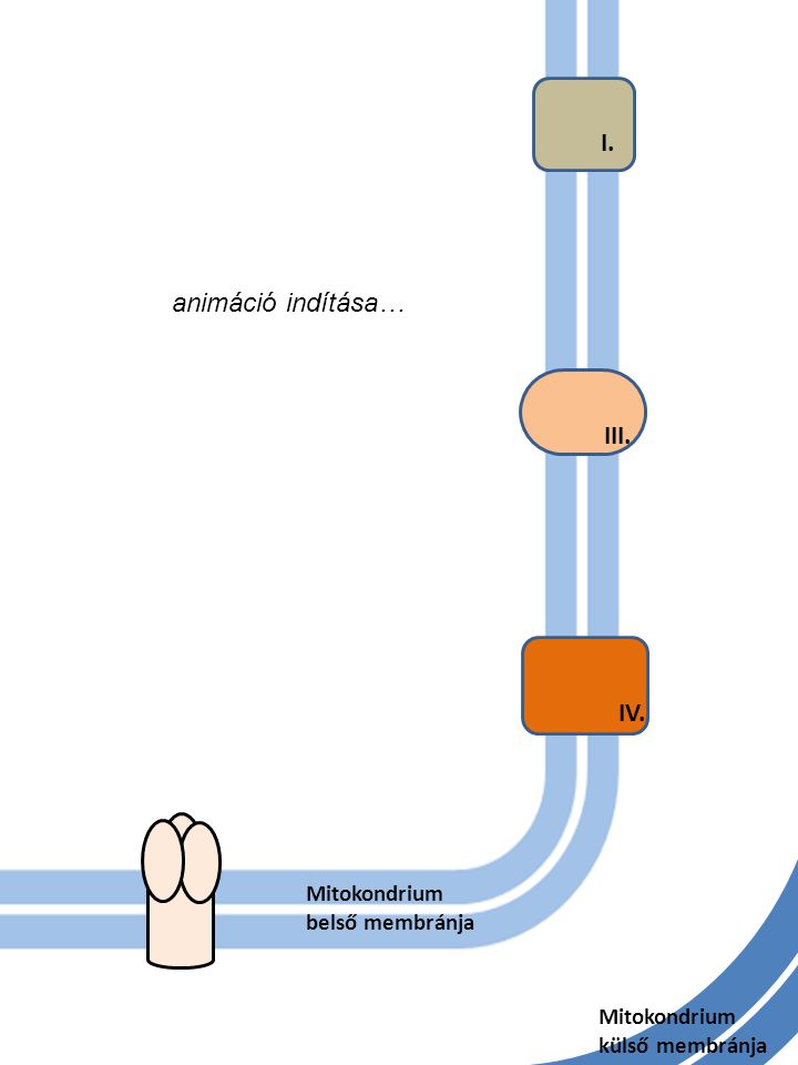 I. animáció indítása… III. IV. Mitokondrium belső membránja