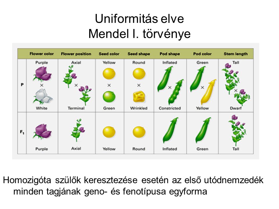 Uniformitás elve Mendel I. törvénye