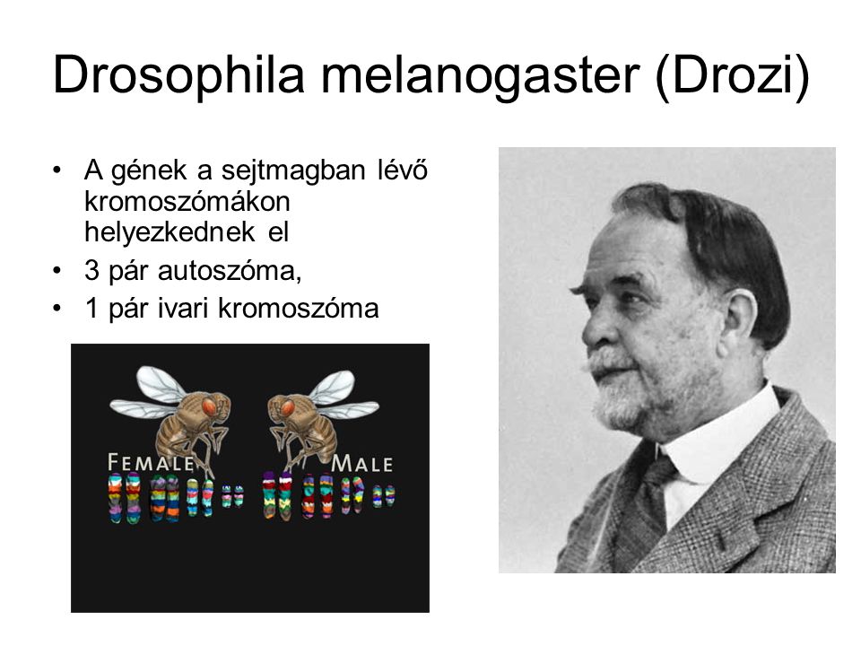 Drosophila melanogaster (Drozi)