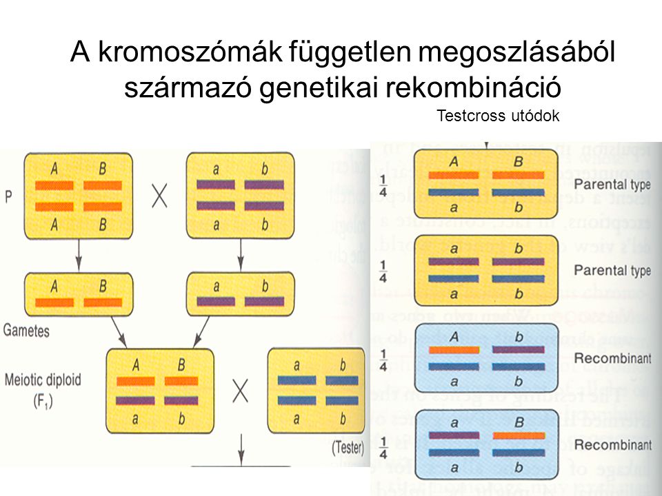 A kromoszómák független megoszlásából származó genetikai rekombináció