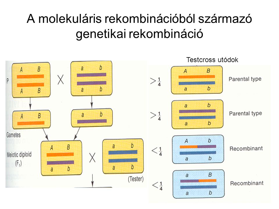 A molekuláris rekombinációból származó genetikai rekombináció