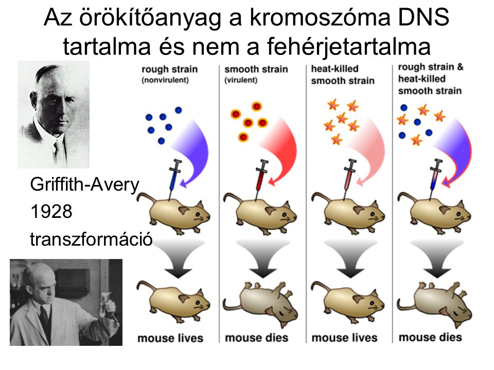 Az örökítőanyag a kromoszóma DNS tartalma és nem a fehérjetartalma