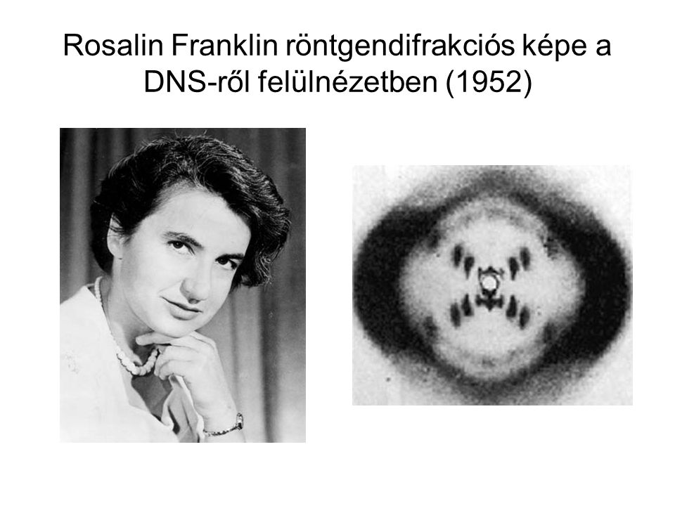 Rosalin Franklin röntgendifrakciós képe a DNS-ről felülnézetben (1952)