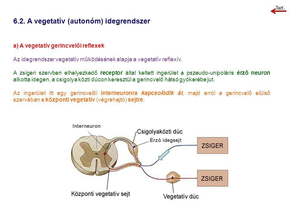 6.2. A vegetatív (autonóm) idegrendszer