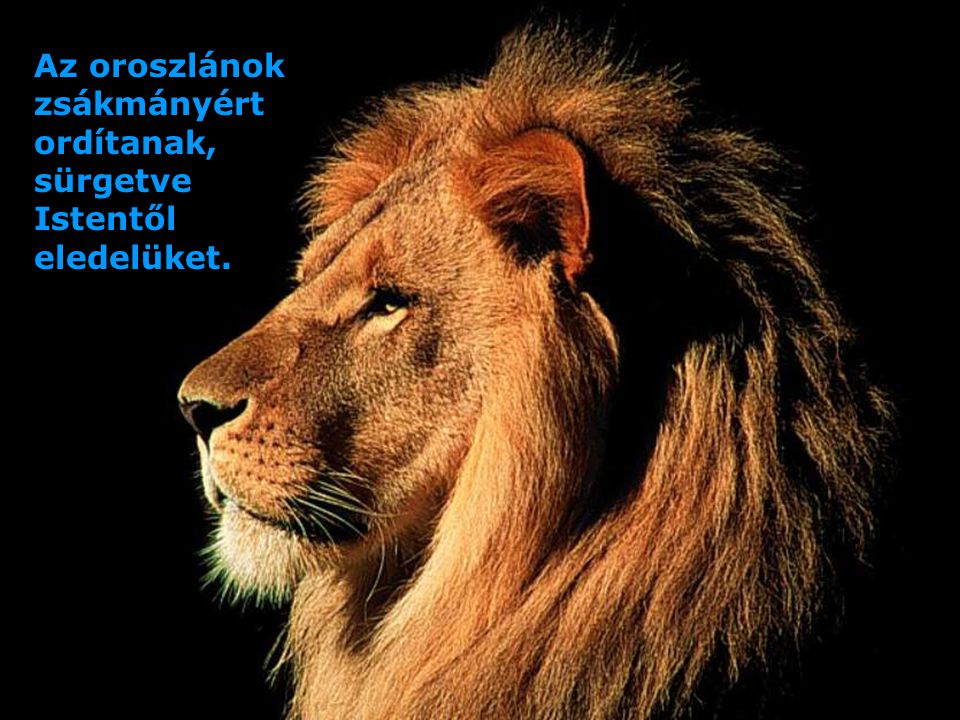 Az oroszlánok zsákmányért ordítanak, sürgetve Istentől eledelüket.