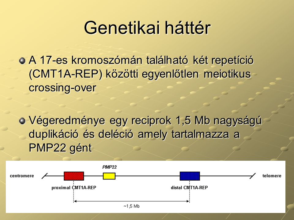 Genetikai háttér A 17-es kromoszómán található két repetíció (CMT1A-REP) közötti egyenlőtlen meiotikus crossing-over.