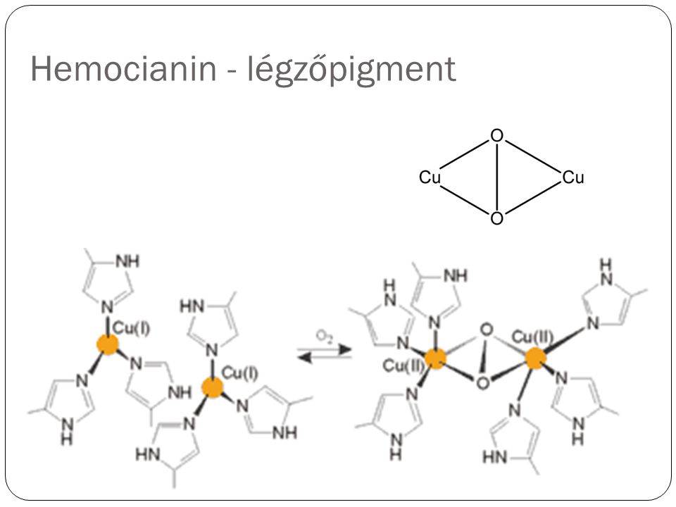 Hemocianin - légzőpigment