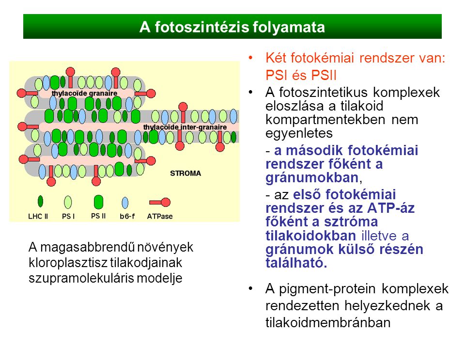 A fotoszintézis folyamata