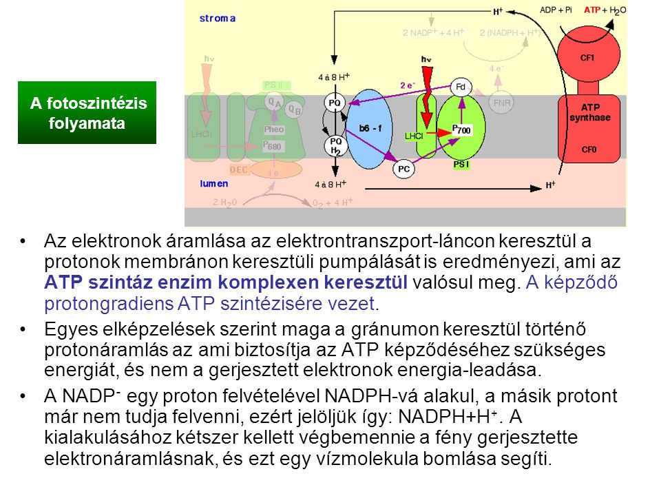 A fotoszintézis folyamata