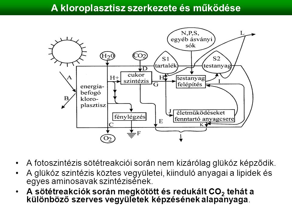 A kloroplasztisz szerkezete és működése