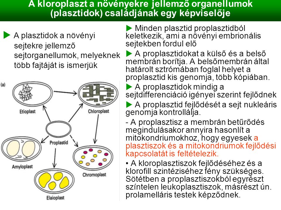 A kloroplaszt a növényekre jellemző organellumok (plasztidok) családjának egy képviselője