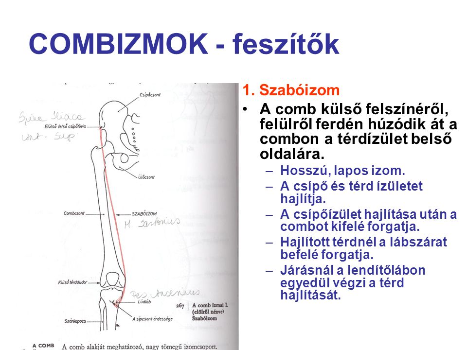 COMBIZMOK - feszítők 1. Szabóizom