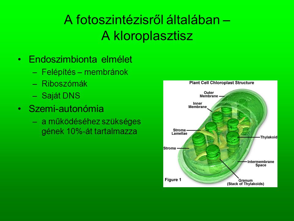A fotoszintézisről általában – A kloroplasztisz