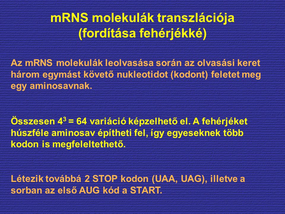 mRNS molekulák transzlációja (fordítása fehérjékké)