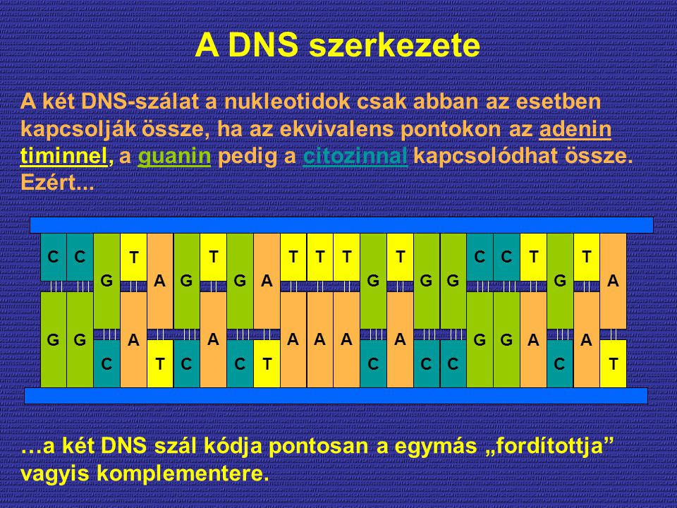 A DNS szerkezete