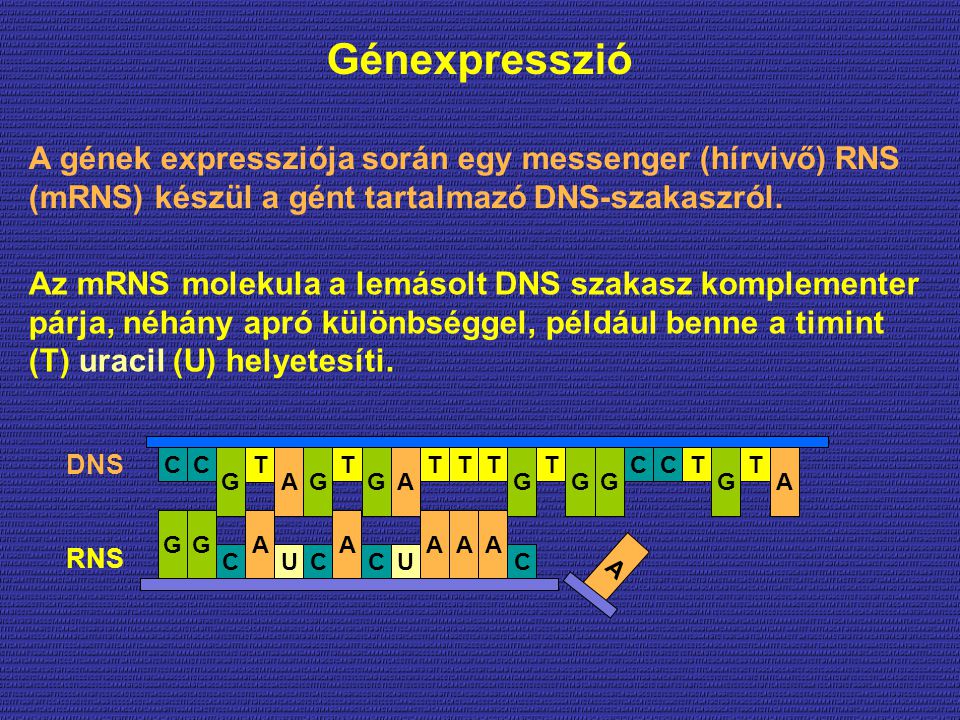 Génexpresszió A gének expressziója során egy messenger (hírvivő) RNS (mRNS) készül a gént tartalmazó DNS-szakaszról.