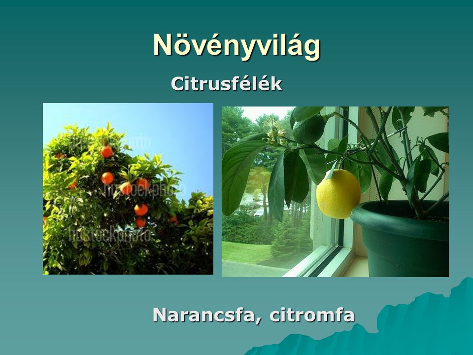 Növényvilág Citrusfélék Narancsfa, citromfa
